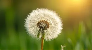 The Luminescence of Memory: Optimizing Bulb Life and Preventing Premature Failure